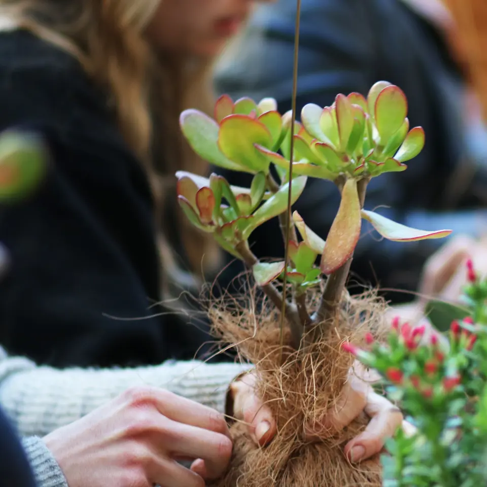 Lav din egen planteplanet